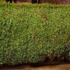 Rastlina - Lavzonska pacipresa Rastlina - Lavzonska pacipresa