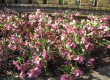 telohi (Helleborus sp.) telohi (Helleborus sp.)