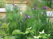 Foeniculum vulgare in Iris sibirica Foeniculum vulgare in Iris sibirica