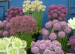 Allium Allium