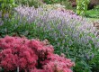 Persicaria bistorta, Rhododendron