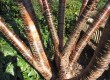 lubje himalajske češnje (Prunus r.) lubje himalajske češnje (Prunus r.)