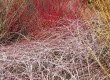 Cornus, Rubus Cornus, Rubus