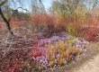 Cornus, Rubus, Crocus