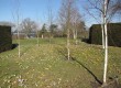 Betula, Crocus Betula, Crocus