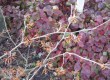 cvet nepozebnika (Hamamelis) in lipica (Epimedium) cvet nepozebnika (Hamamelis) in lipica (Epimedium)