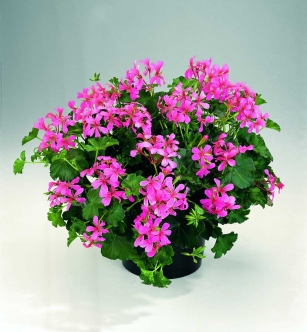 Pelargonija - viseča