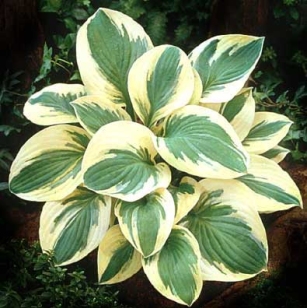 Hosta