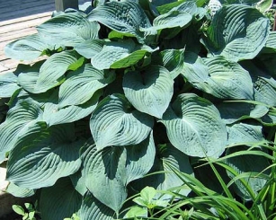 Hosta