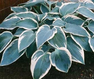 Hosta