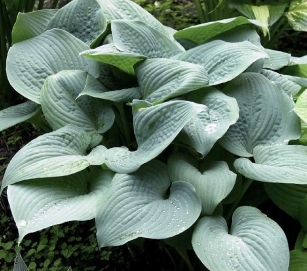 Hosta