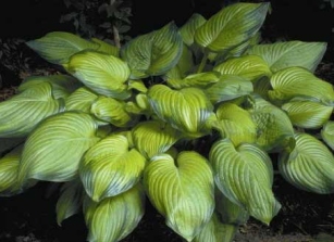 Hosta