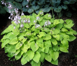 Hosta