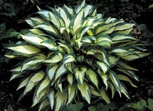 Hosta