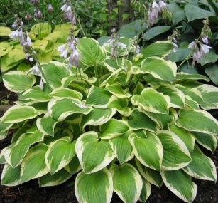 Hosta