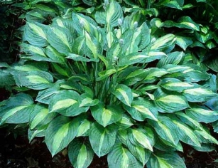 Hosta