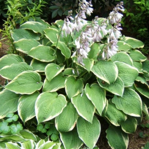 Hosta