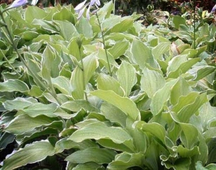 Hosta