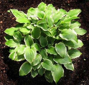 Hosta