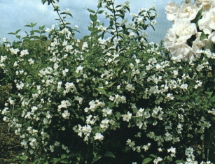 Nepravi jasmin