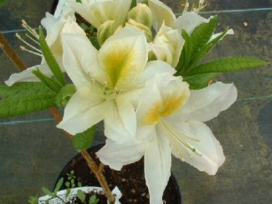 Rhododendron -listopadne sorte