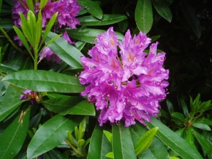 Rhododendron -listopadne sorte in