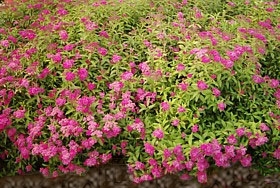 Spirea