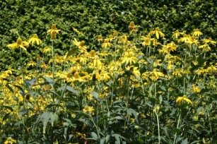 Rudbekija