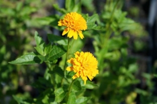 Sončničasti heliopsis