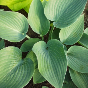 Hosta