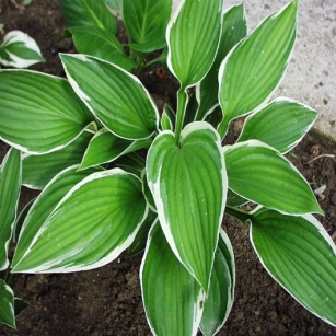 Hosta