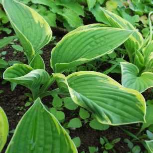 Hosta