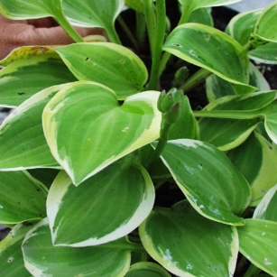 Hosta