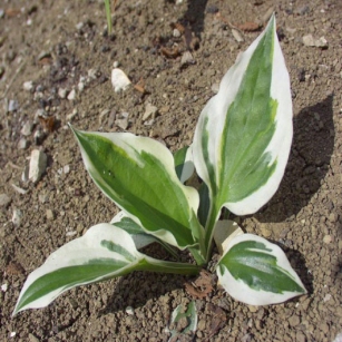 Hosta