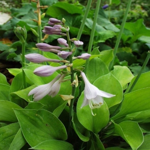 Hosta