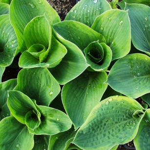 Hosta