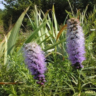 Liatris