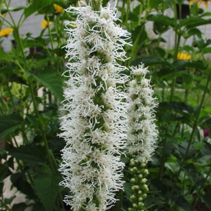 Liatris