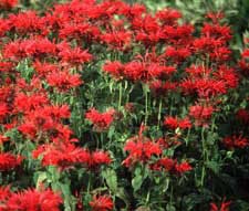 Monarda