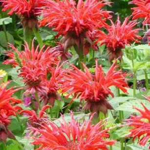 Monarda