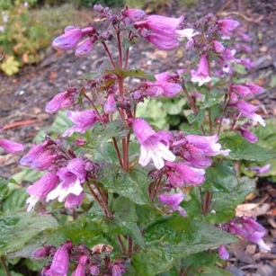 Penstemon