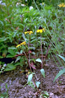 Rudbekija