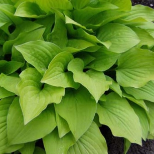 Hosta