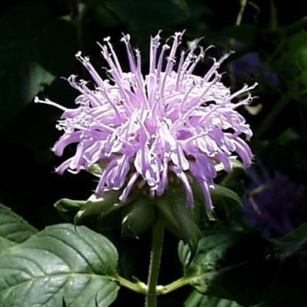 Monarda