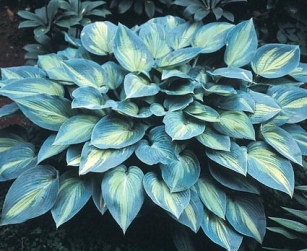 Hosta