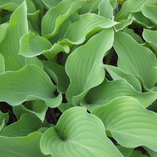 Hosta