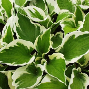 Hosta