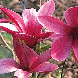 Lilijsko cvetna magnolija