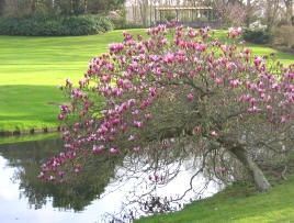 Lilijsko cvetna magnolija