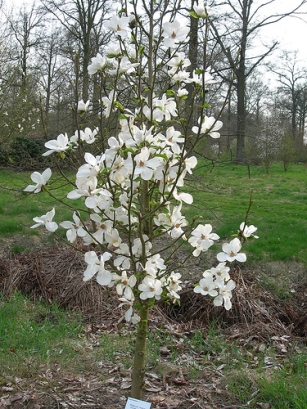 Magnolia